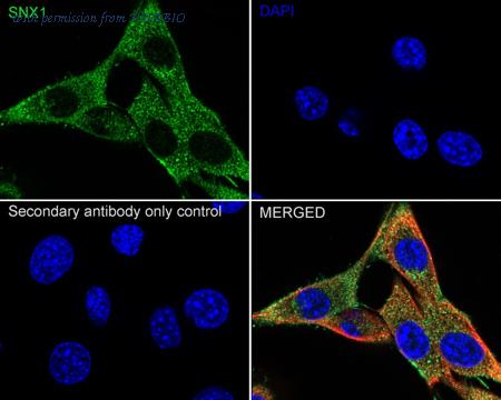 HUABIO ET7109-02 image 3