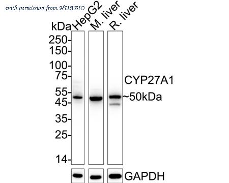 HUABIO ET7109-05 image 1