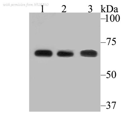 HUABIO ET7109-06 image 1