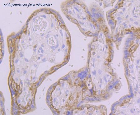 HUABIO ET7109-06 image 3