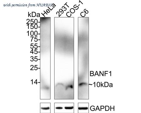 HUABIO ET7109-08 image 1