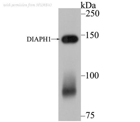 HUABIO ET7109-11 image 1