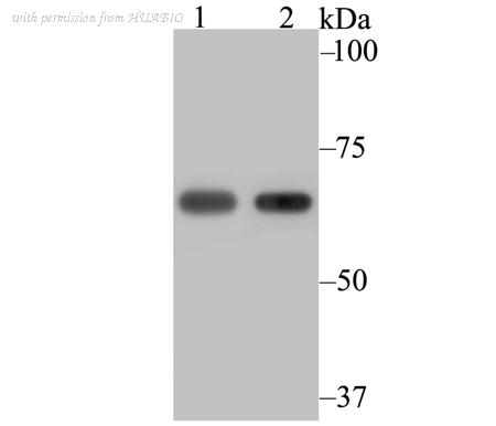 HUABIO ET7109-12 image 1