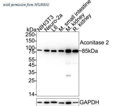 HUABIO ET7109-15 image 1