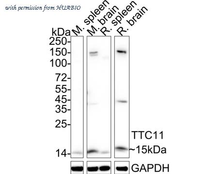 HUABIO ET7109-17 image 1
