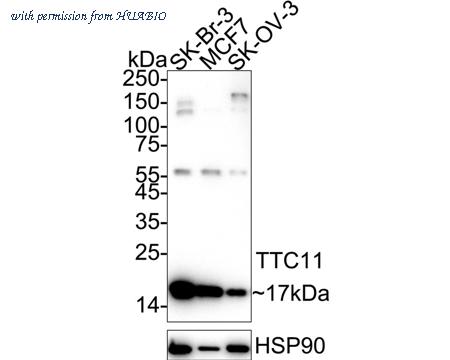 HUABIO ET7109-17 image 2