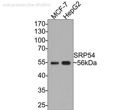 HUABIO ET7109-32 image 1