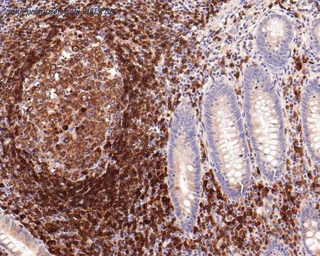 HUABIO ET7109-33 image 3