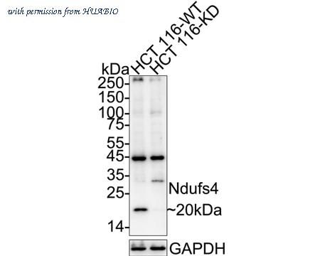HUABIO ET7109-37 image 1