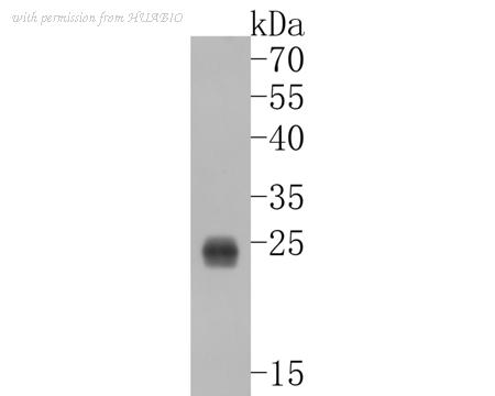 HUABIO ET7109-37 image 2