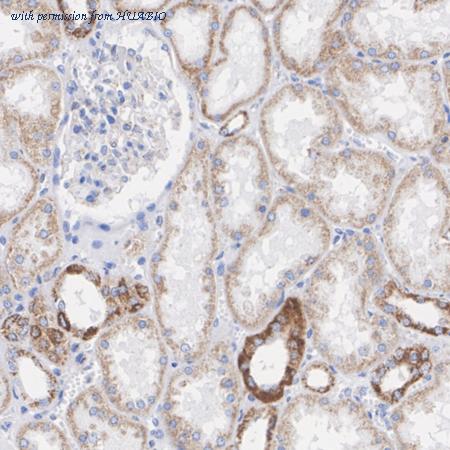 HUABIO ET7109-37 image 3