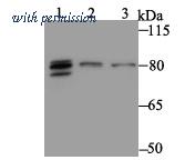 HUABIO ET7109-39 image 1