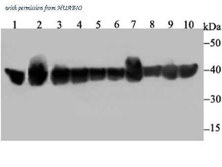 HUABIO ET7109-40 image 1