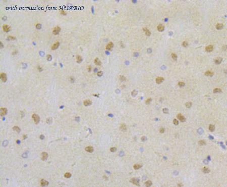 HUABIO ET7109-41 image 2