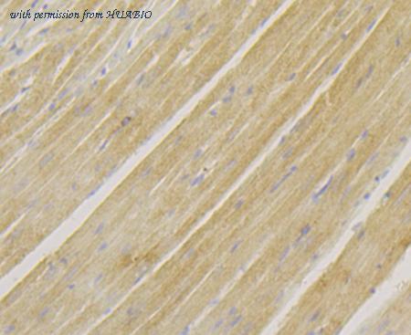 HUABIO ET7109-42 image 2