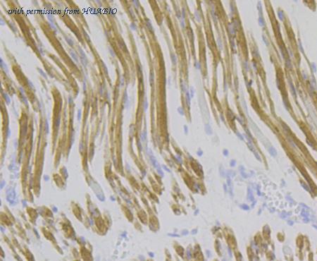 HUABIO ET7109-43 image 2