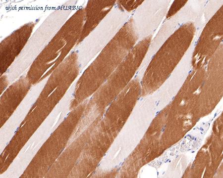 HUABIO ET7109-43 image 3