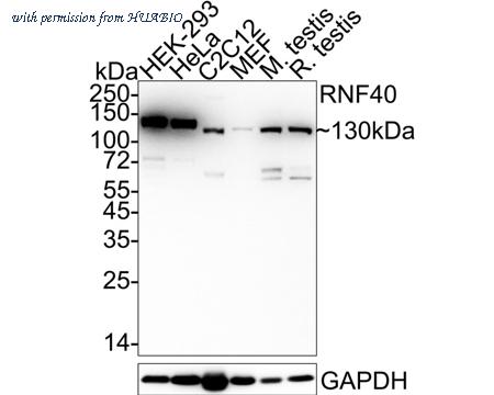 HUABIO ET7109-46 image 1