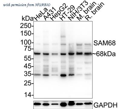 HUABIO ET7109-52 image 1