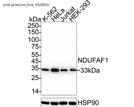 HUABIO ET7109-54 image 1