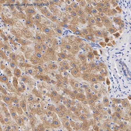 HUABIO ET7109-54 image 3