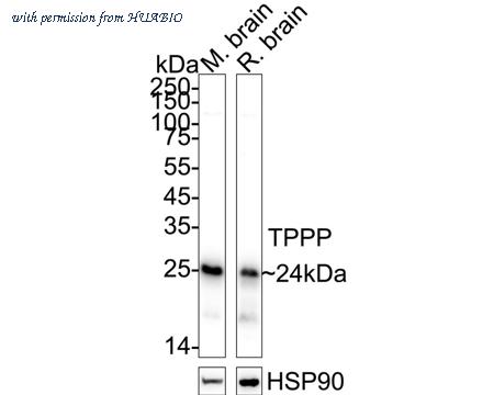 HUABIO ET7109-56 image 1