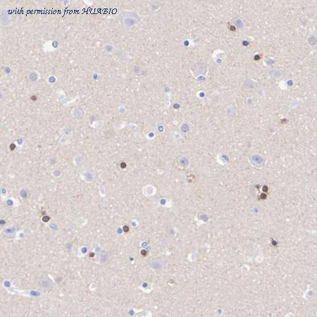 HUABIO ET7109-56 image 2