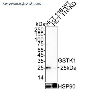HUABIO ET7109-58 image 1
