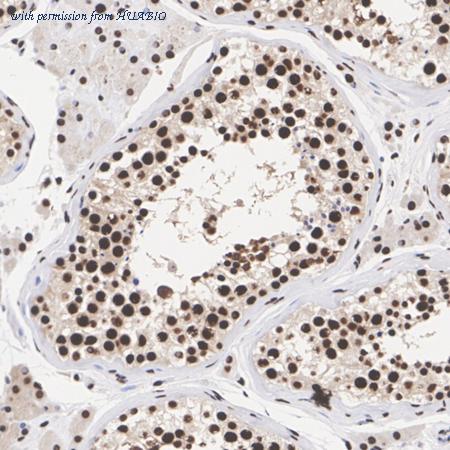 HUABIO ET7109-59 image 2