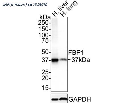 HUABIO ET7109-82 image 1