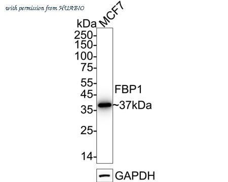 HUABIO ET7109-82 image 2