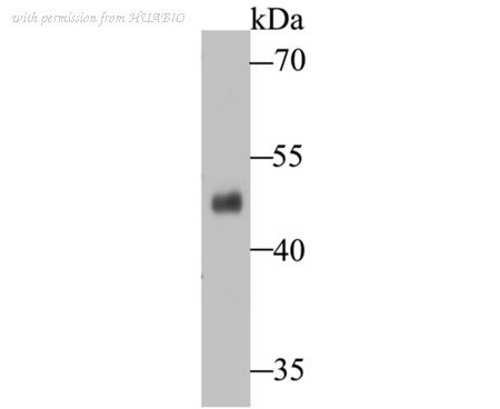 HUABIO ET7109-86 image 1