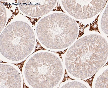 HUABIO ET7109-86 image 2