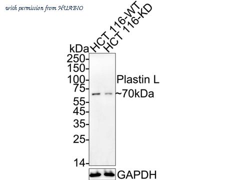 HUABIO ET7109-87 image 1