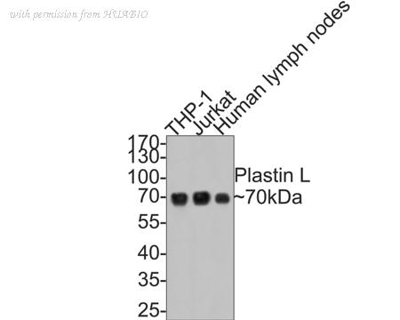 HUABIO ET7109-87 image 2