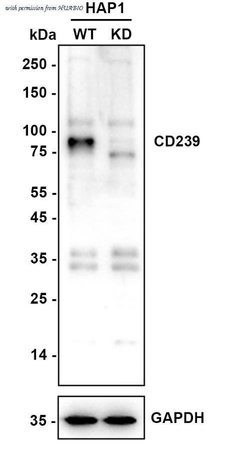 HUABIO ET7110-04 image 1