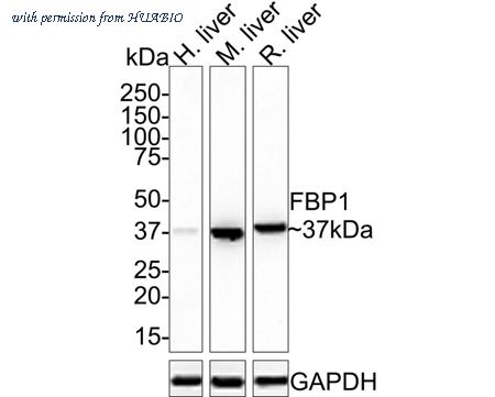 HUABIO ET7110-07 image 1