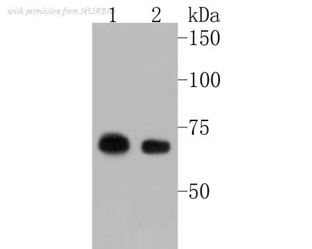 HUABIO ET7110-13 image 1