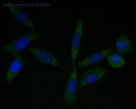 HUABIO ET7110-27 image 2