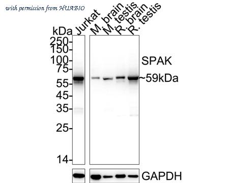 HUABIO ET7110-37 image 1