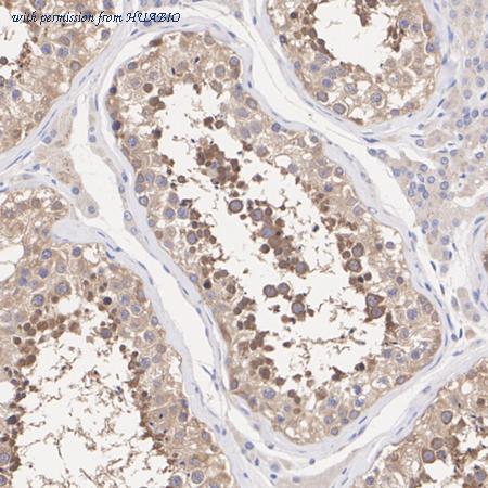 HUABIO ET7110-37 image 2