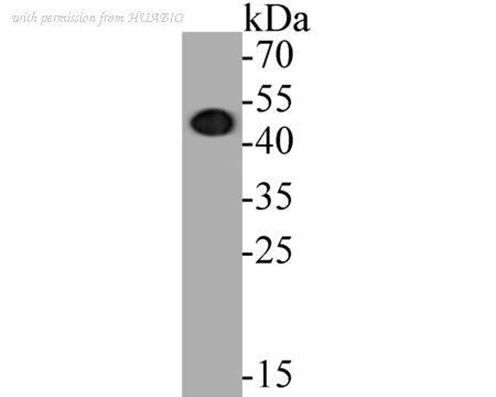 HUABIO ET7110-40 image 1