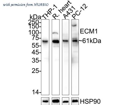 HUABIO ET7110-41 image 1
