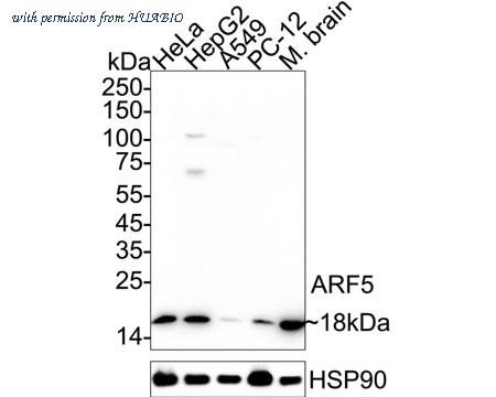 HUABIO ET7110-46 image 2