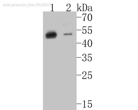 HUABIO ET7110-54 image 1