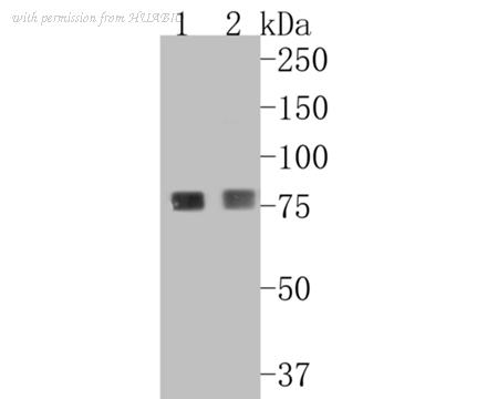 HUABIO ET7110-66 image 1