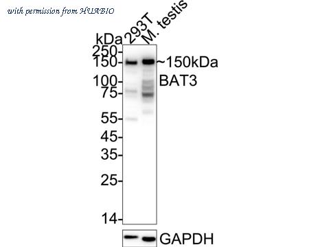 HUABIO ET7110-88 image 1