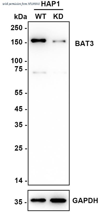 HUABIO ET7110-88 image 2