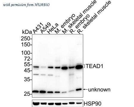 HUABIO ET7111-04 image 2