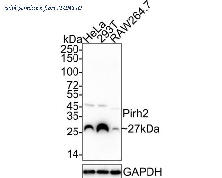 HUABIO ET7111-16 image 1